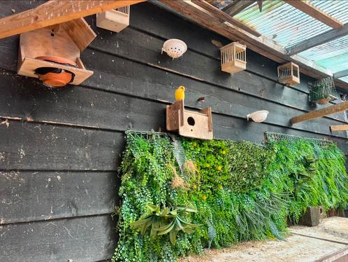 Te koop diverse vogels wegens verhuizing!, Dieren en Toebehoren, Vogels | Overige Vogels, Tropenvogel, Meerdere dieren