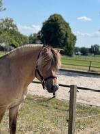 Fjord ruin van 5, Dieren en Toebehoren, Paarden, Minder dan 160 cm, Gechipt, Ruin, Zadelmak