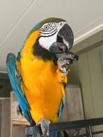 Tamme ara's koppel met dna, Dieren en Toebehoren, Vogels | Parkieten en Papegaaien, Meerdere dieren, Papegaai, Tam