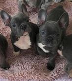 Franse bulldog pups, Dieren en Toebehoren, Parvo, Reu, 8 tot 15 weken, Bulldog