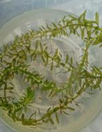 Baby guppies, Dieren en Toebehoren, Vissen | Aquariumvissen, Vis