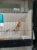 Phaeo gele man, Dieren en Toebehoren, Mannelijk, Kleurkanarie