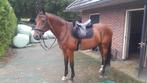 Super lieve, mooie en brave 14 jarige ruin, Gechipt, B, Ruin, 11 jaar of ouder