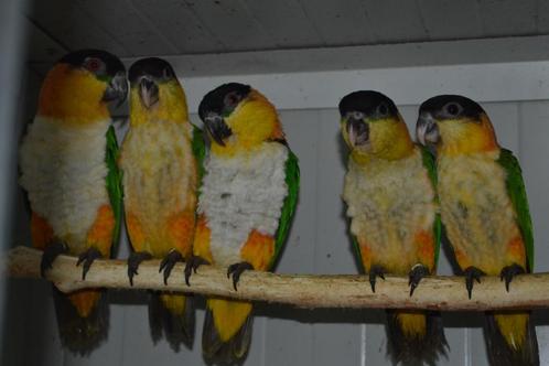 Geschikt voor vele soorten..., Dieren en Toebehoren, Vogels | Overige Vogels