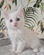 Ragdoll X mainecoon kittens, 2 poesjes. Geënt, gechipt., Dieren en Toebehoren, Poes, Gechipt