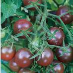 Tomaten zaden, Ophalen of Verzenden, Volle zon