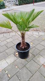 Palm Trachycarpus Wagnerianus, Tuin en Terras, Ophalen, Bloeit niet, Overige soorten, Volle zon