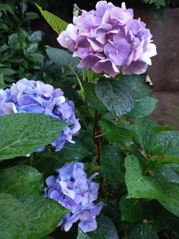 Boerenhortensia 2,50 euro beschikbaar voor biedingen