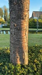 Volwassen kersenhout bomen, Ophalen of Verzenden, Overige soorten, 250 cm of meer