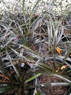 zwart gras ophiopogon planiscapus niger slangenbaard, Tuin en Terras, Planten | Tuinplanten, Ophalen, Vaste plant, Siergrassen