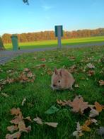 Lief jong dwergkonijntje (oranje/bruinig), Dieren en Toebehoren, Konijnen, Geslacht onbekend, Dwerg, 0 tot 2 jaar