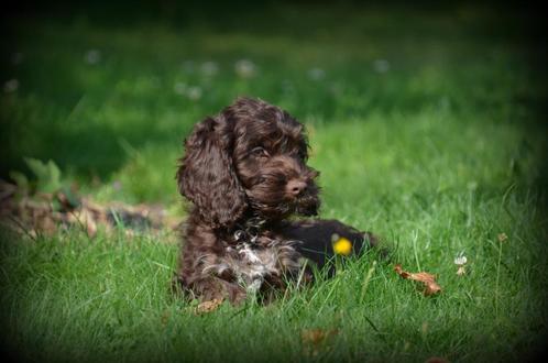 Cockapoo pups, Dieren en Toebehoren, Honden | Retrievers, Spaniëls en Waterhonden, Reu, Overige rassen, Fokker | Professioneel