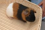Mooie jonge cavia's, Cavia, Mannelijk, Mei, Tam