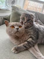 Matcha en Liliya, Brits kort haar en scottisch fold/ragdoll, Dieren en Toebehoren, Poes, Met stamboom