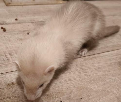 Fret, Dieren en Toebehoren, Overige Dieren, Mannelijk, Mei