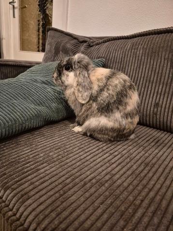 Ter adoptie; Moesje, rammelaar, 1 jaar beschikbaar voor biedingen
