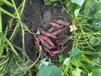 Zoete aardappel, zoete bataat, Ophalen of Verzenden, Eenjarig, Groenteplanten, Volle zon