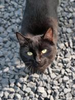 Poes 1 jaar lees beschrijving, Dieren en Toebehoren, Katten en Kittens | Overige Katten, Meerdere dieren