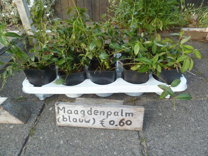 Maagdenpalm planten, Tuin en Terras, Planten | Tuinplanten, Vaste plant, Bodembedekkers, Halfschaduw, Lente, Ophalen