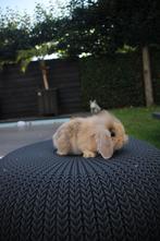 Super mooi nestje nederlandse hangoor dwerg konijntjes!, Dieren en Toebehoren, Konijnen, Meerdere dieren, Dwerg, Hangoor, 0 tot 2 jaar
