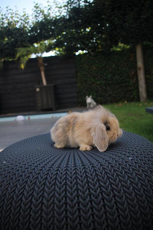 Super mooi nestje nederlandse hangoor dwerg konijntjes!, Dieren en Toebehoren, Konijnen, Dwerg, Meerdere dieren, 0 tot 2 jaar