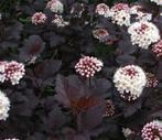Physocarpus opulifolius ‘Diabolo’ – Blaasspirea, Ophalen