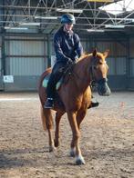 Paarden verzorger aangeboden, Dieren en Toebehoren, Ophalen of Verzenden, Zo goed als nieuw
