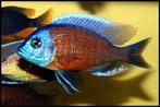 aquariumvis, 50 soorten malawi cichlide , kleurige vis, Vis