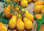 Yellow Pear - Tomaat zaden, Verzenden, Volle zon, Zaad