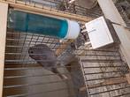 Noorse goudvinken, Dieren en Toebehoren, Meerdere dieren, Wildzangvogel