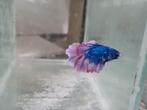 Betta splendens super delta kempvis man, Dieren en Toebehoren, Vissen | Aquariumvissen, Vis, Zoetwatervis