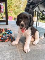 Lieve Stabij x Labrador pups op zoek naar een gouden mand!, Dieren en Toebehoren, Reu, 8 tot 15 weken, Meerdere, Middel