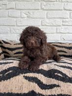 Choco toy poedel pups uit geteste ouders, Dieren en Toebehoren, Poedel, CDV (hondenziekte), 8 tot 15 weken, Meerdere