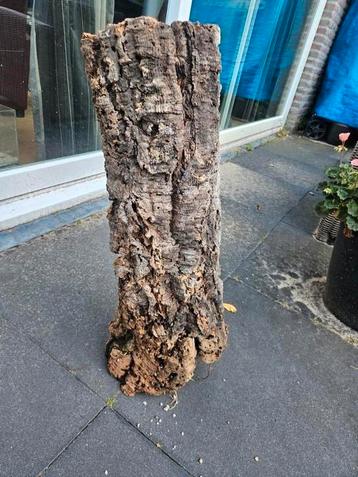 XXL kurk stam  beschikbaar voor biedingen