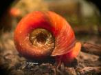 Posthoorn slak roze | Ramshoorn slakken, Slak of Weekdier