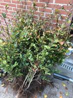 Groene beuk, Ophalen, Beukenhaag, 100 tot 250 cm