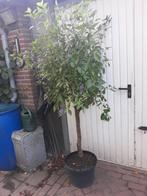 Solanum Rantonnettii, Gentiaan boompje, kuipplant., Ophalen, Overige soorten, In pot, Bloeiende kamerplant