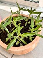 Kalanchoe Daigremontiana stekken , Verzenden, Overige soorten, Minder dan 100 cm
