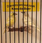 Tsjechisch gele sijzen, Meerdere dieren, Geringd