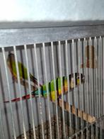 Pyrrhura molenea, Dieren en Toebehoren, Vogels | Parkieten en Papegaaien, Meerdere dieren, Parkiet