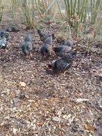 Barnevelder kriel zilver., Dieren en Toebehoren, Geslacht onbekend, Kip