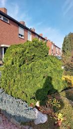 Chamaecyparis voor Kerststukken, Tuin en Terras, Bloeit niet, Overige soorten, 100 tot 250 cm, Ophalen