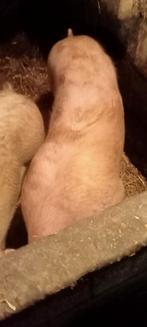TE KOOP SCHARREL VARKEN vlees, Meerdere dieren, Varken, 0 tot 2 jaar