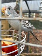 6 jonge grasparkieten om tam te maken, Dieren en Toebehoren, Vogels | Parkieten en Papegaaien, Meerdere dieren, Parkiet