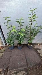 Portugese laurier pot gekweekt 60 cm, Ophalen of Verzenden, Laurier, 100 tot 250 cm