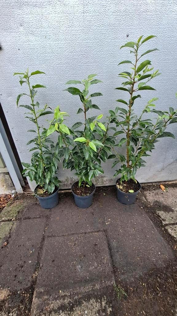 Portugese laurier pot gekweekt 60 cm, Tuin en Terras, Planten | Struiken en Hagen, Laurier, 100 tot 250 cm, Ophalen of Verzenden