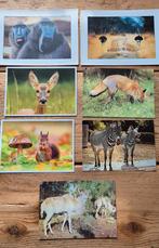 Dieren kaarten Baviaan, struisvogel, vos, zebra, Kudu, ree, Verzamelen, Ophalen of Verzenden, 1980 tot heden, Ongelopen, Wild dier