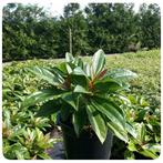 Viburnum Davidii Groenblijvende sneeuwbal 20/25, Tuin en Terras, Planten | Tuinplanten, Ophalen, Overige soorten, Halfschaduw