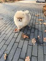 Elite mini pomeranians | Pomeriaan | Stamboom | Teefjes, Dieren en Toebehoren, Honden | Poolhonden, Keeshonden en Oertypen, Particulier