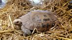 Geelkoplandschap of indotestudo elongata, Dieren en Toebehoren, Reptielen en Amfibieën, Schildpad